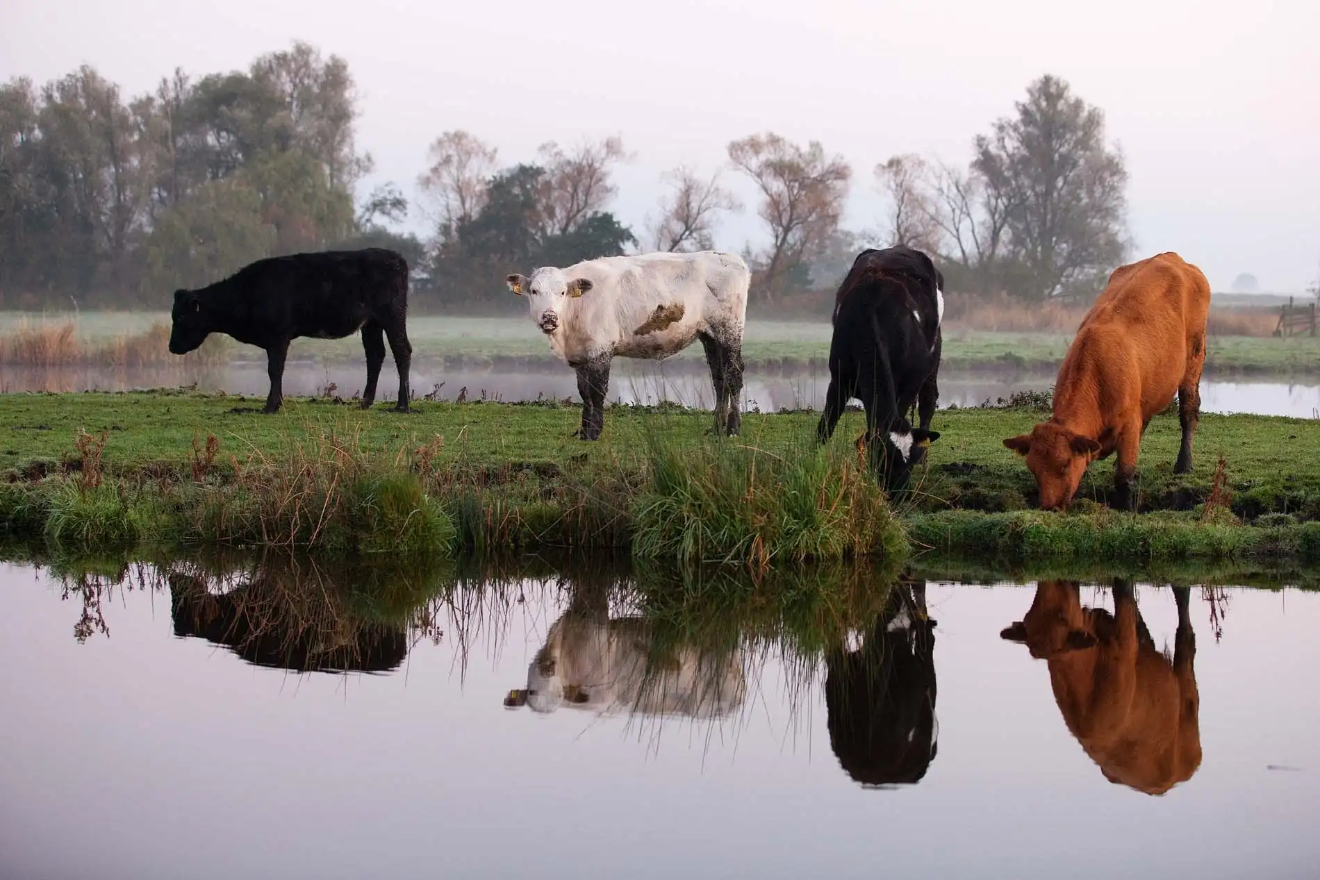 Koeien op een weiland achter een sloot